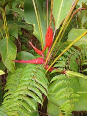 Heliconia irrasa