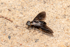 Pseudopenthes hesperis