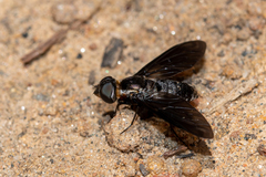 Pseudopenthes hesperis