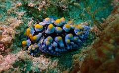 Phyllidia picta