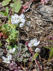 Teesdalia