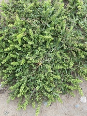 Lepidium strictum
