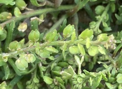 Lepidium strictum