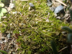 Pleuridium acuminatum