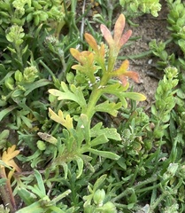 Lepidium strictum