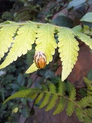 Paropsisterna semifumata