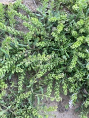 Lepidium strictum