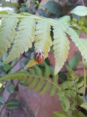 Paropsisterna semifumata