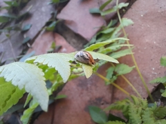 Paropsisterna semifumata