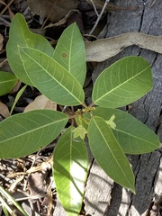 Gymnanthera oblonga