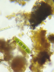 Planotaenium interruptum