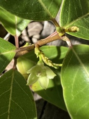 Gymnanthera oblonga