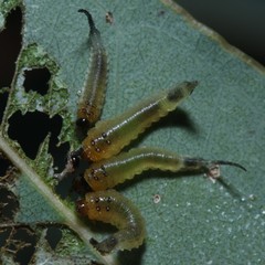 Lophyrotoma interrupta