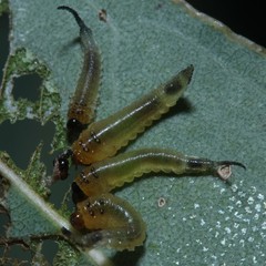 Lophyrotoma interrupta