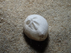 Spatangoida
