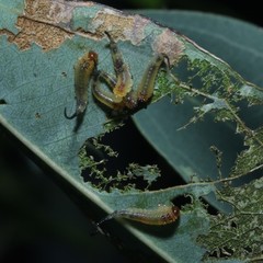 Lophyrotoma interrupta