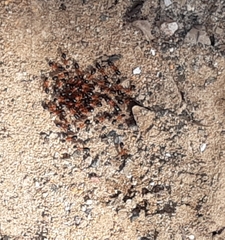 Camponotus consobrinus