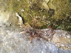 Epilobium gracilipes
