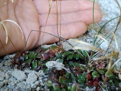 Epilobium gracilipes