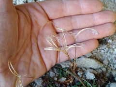 Epilobium gracilipes