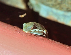Hyla cinerea