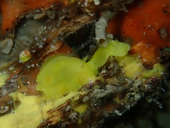 Diversidoris sulphurea