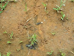 Ichneumia albicauda grandis