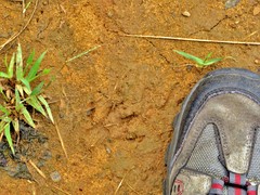 Ichneumia albicauda grandis