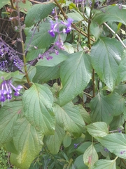 Plectranthus ecklonii