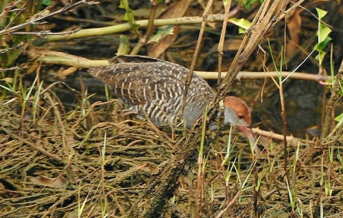 Slaty-breasted Rail (Lewinia striata), photo 9