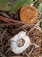 Discina