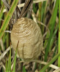 Tenodera superstitiosa