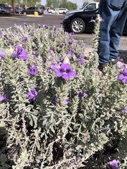 Stemodia durantifolia