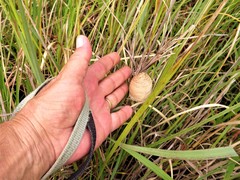 Tenodera superstitiosa