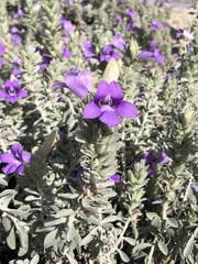 Stemodia durantifolia