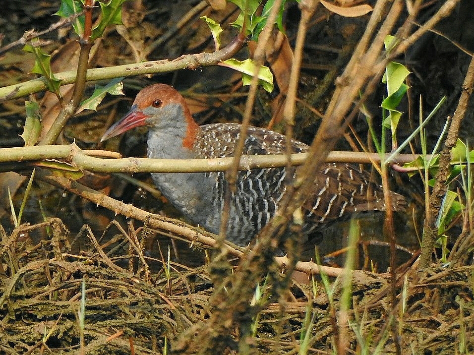 Slaty-breasted Rail (Lewinia striata)