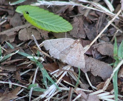 Episemasia