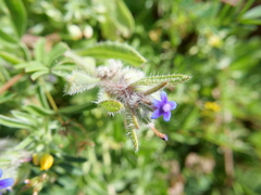 Anchusa aggregata