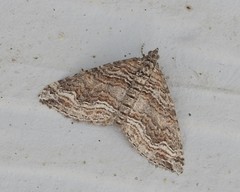 Perizoma custodiata