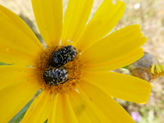 Oxythyrea noemi