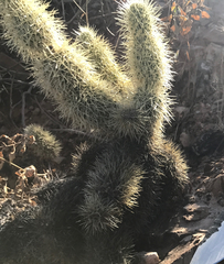 Cylindropuntia bigelovii