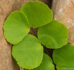 Adiantum balfourii image