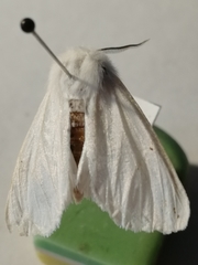 Spilosoma urticae