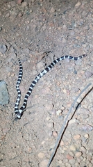Vermicella intermedia