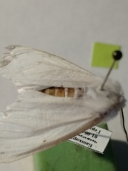 Spilosoma urticae