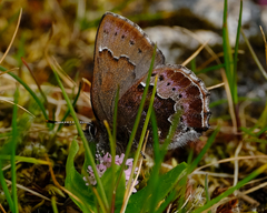Callophrys mossii