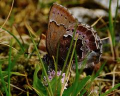 Callophrys mossii