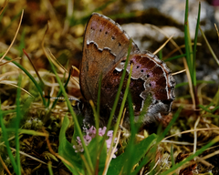 Callophrys mossii