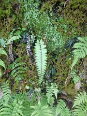 Athyrium nakanoi