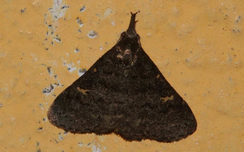Litter Moths from Mariani, Jorhat, Assam 785635, India on May 18, 2018 ...